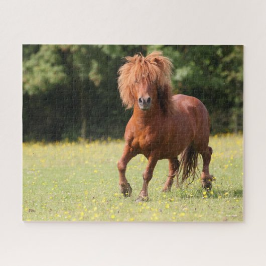 Bob Langrish | Chestnut Shetland Pony Stallion Legpuzzel (Horizontaal)