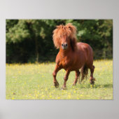 Bob Langrish | Chestnut Shetland Pony Stallion Poster (Voorkant)