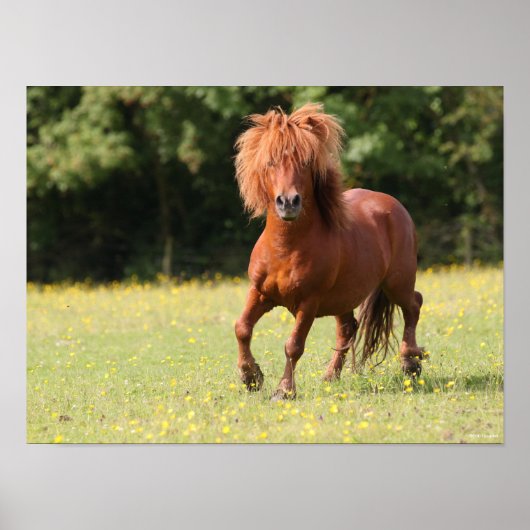 Bob Langrish | Chestnut Shetland Pony Stallion Poster (Voorkant)