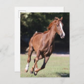 Bob Langrish | Chestnut Tennessee Walker Running Briefkaart (Voorkant / Achterkant)