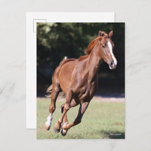 Bob Langrish | Chestnut Tennessee Walker Running Briefkaart (Voorkant / Achterkant)