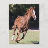 Bob Langrish | Chestnut Tennessee Walker Running Briefkaart (Voorkant)