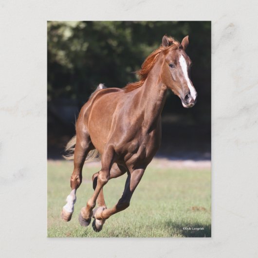 Bob Langrish | Chestnut Tennessee Walker Running Briefkaart (Voorkant)