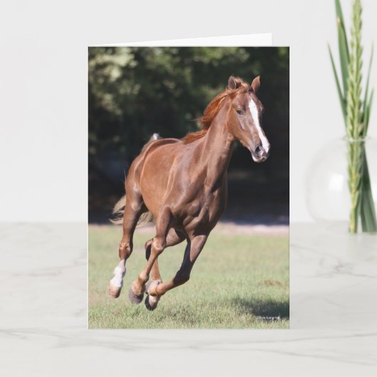 Bob Langrish | Chestnut Tennessee Walker Running Kaart (Voorkant)