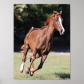 Bob Langrish | Chestnut Tennessee Walker Running Poster (Voorkant)