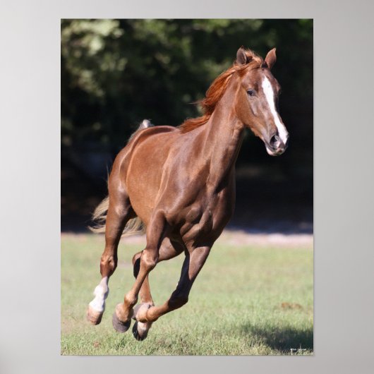 Bob Langrish | Chestnut Tennessee Walker Running Poster (Voorkant)