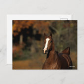 Bob Langrish | Chestnut Thoroughbred Headshot Briefkaart (Voorkant / Achterkant)