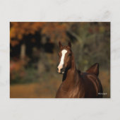 Bob Langrish | Chestnut Thoroughbred Headshot Briefkaart (Voorkant)