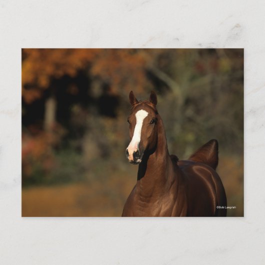 Bob Langrish | Chestnut Thoroughbred Headshot Briefkaart (Voorkant)