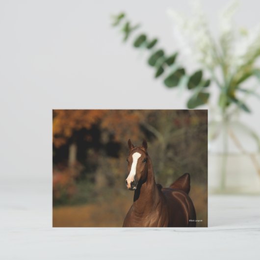 Bob Langrish | Chestnut Thoroughbred Headshot Briefkaart (Staand voorkant)