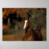 Bob Langrish | Chestnut Thoroughbred Headshot Poster (Voorkant)
