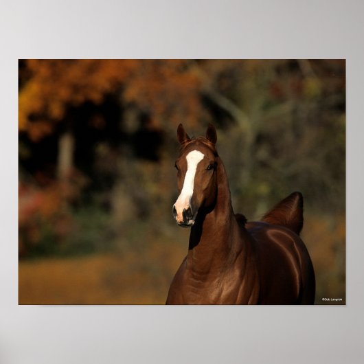 Bob Langrish | Chestnut Thoroughbred Headshot Poster (Voorkant)