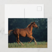 Bob Langrish | Chestnut Warmbloed Briefkaart (Voorkant / Achterkant)