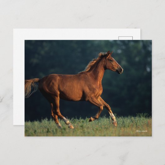 Bob Langrish | Chestnut Warmbloed Briefkaart (Voorkant / Achterkant)
