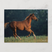 Bob Langrish | Chestnut Warmbloed Briefkaart (Voorkant)