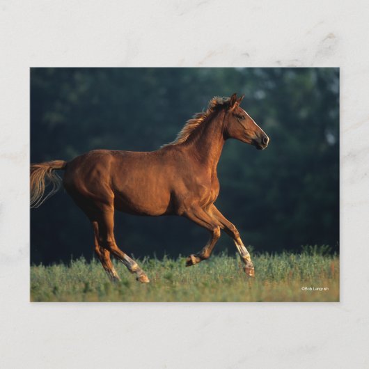 Bob Langrish | Chestnut Warmbloed Briefkaart (Voorkant)