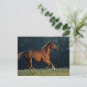 Bob Langrish | Chestnut Warmbloed Briefkaart (Staand voorkant)