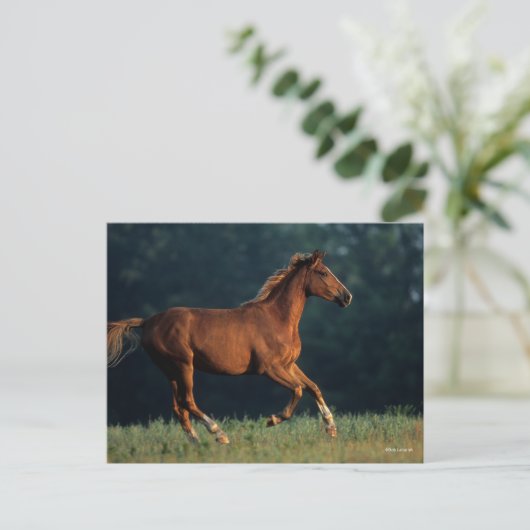 Bob Langrish | Chestnut Warmbloed Briefkaart (Staand voorkant)