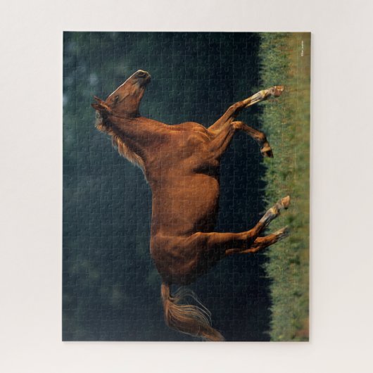 Bob Langrish | Chestnut Warmbloed Legpuzzel (Verticaal)