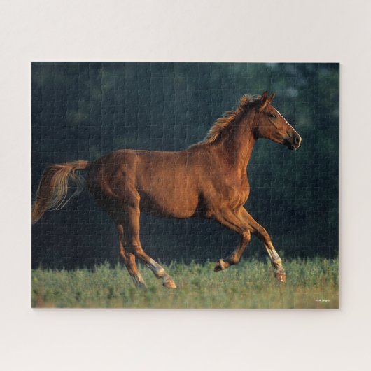 Bob Langrish | Chestnut Warmbloed Legpuzzel (Horizontaal)