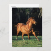 Bob Langrish | Chestnut Warmbloed Mare Running Briefkaart (Voorkant / Achterkant)