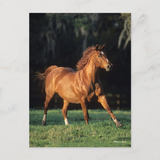 Bob Langrish | Chestnut Warmbloed Mare Running Briefkaart (Voorkant)