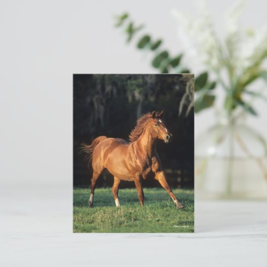 Bob Langrish | Chestnut Warmbloed Mare Running Briefkaart (Staand voorkant)