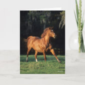 Bob Langrish | Chestnut Warmbloed Mare Running Kaart (Voorkant)