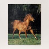 Bob Langrish | Chestnut Warmbloed Mare Running Legpuzzel (Verticaal)
