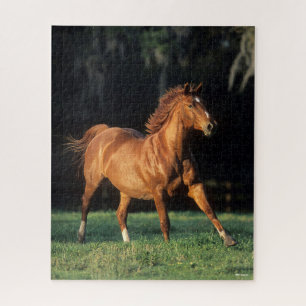 Bob Langrish   Chestnut Warmbloed Mare Running Legpuzzel