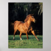 Bob Langrish | Chestnut Warmbloed Mare Running Poster (Voorkant)