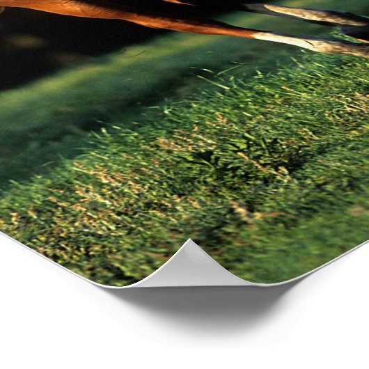 Bob Langrish | Chestnut Warmbloed Mare Running Poster (Hoek)