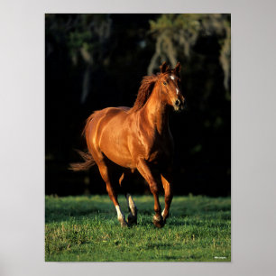 Bob Langrish   Chestnut Warmbloed Mare Running Poster