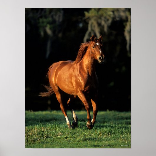 Bob Langrish | Chestnut Warmbloed Mare Running Poster (Voorkant)