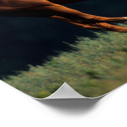 Bob Langrish | Chestnut Warmbloed Poster (Hoek)