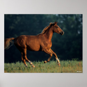 Bob Langrish Chestnut Warmbloed Poster