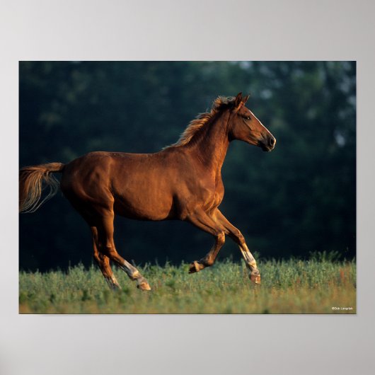 Bob Langrish | Chestnut Warmbloed Poster (Voorkant)