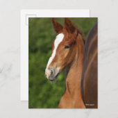 Bob Langrish | Chestnut Warmblood Foal Headshot Briefkaart (Voorkant / Achterkant)