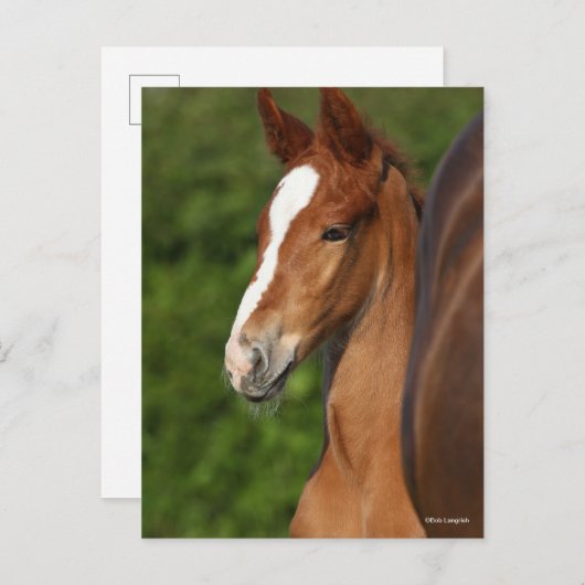 Bob Langrish | Chestnut Warmblood Foal Headshot Briefkaart (Voorkant / Achterkant)