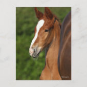 Bob Langrish | Chestnut Warmblood Foal Headshot Briefkaart (Voorkant)