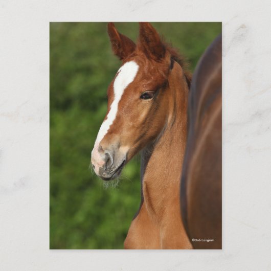 Bob Langrish | Chestnut Warmblood Foal Headshot Briefkaart (Voorkant)