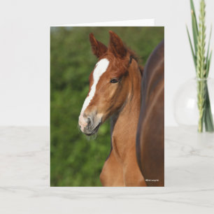 Bob Langrish   Chestnut Warmblood Foal Headshot Kaart
