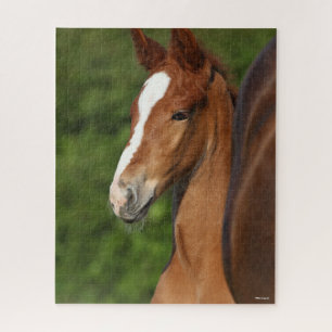 Bob Langrish   Chestnut Warmblood Foal Headshot Legpuzzel