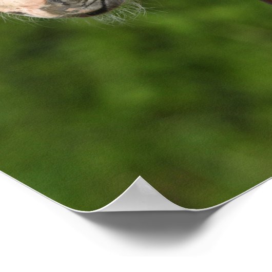 Bob Langrish | Chestnut Warmblood Foal Headshot Poster (Hoek)