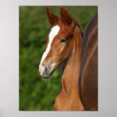 Bob Langrish | Chestnut Warmblood Foal Headshot Poster (Voorkant)