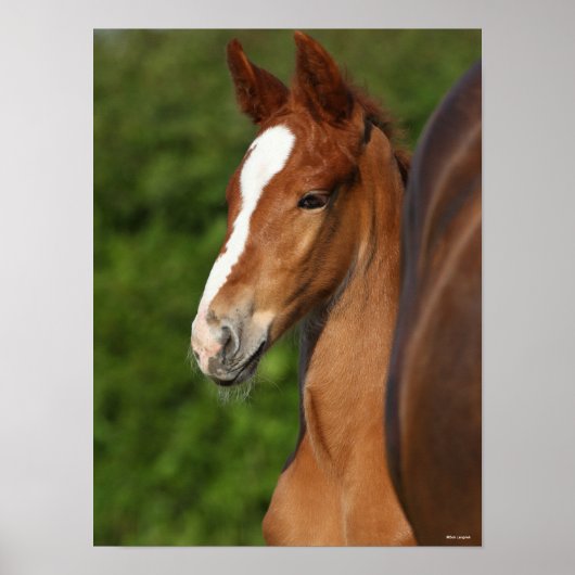 Bob Langrish | Chestnut Warmblood Foal Headshot Poster (Voorkant)