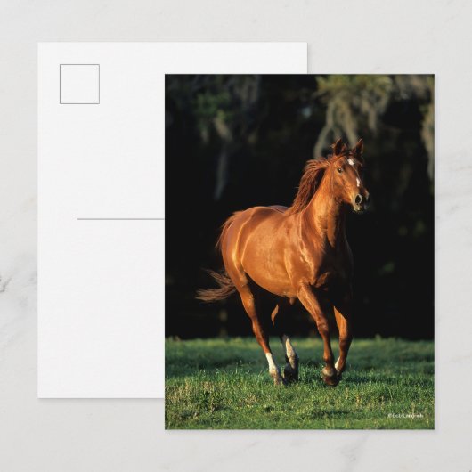 Bob Langrish | Chestnut Warmblood Mare Running Briefkaart (Voorkant / Achterkant)