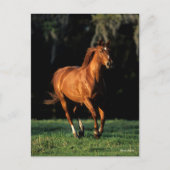 Bob Langrish | Chestnut Warmblood Mare Running Briefkaart (Voorkant)