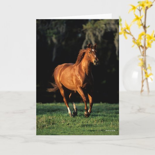 Bob Langrish | Chestnut Warmblood Mare Running Kaart (Gele Bloem)
