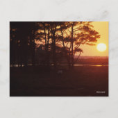 Bob Langrish | Chincoteague Grazing Sunset Briefkaart (Voorkant)